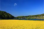 Flower field and blue sky in Chumo, Nagano Prefecture