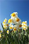 Narcissus flowers