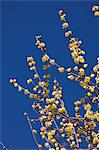 Wintersweet flowers and blue sky