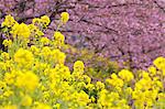 Field mustard flowers and cherry blossoms