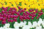 Tulip flowers, Ibaraki Prefecture