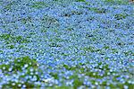 Baby blue-eyes flowers, Ibaraki Prefecture