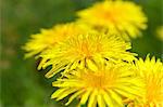 Dandelion flowers