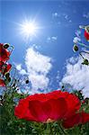 Poppy flowers and blue sky