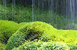 Moss at Doryu Waterfall, Yamanashi Prefecture