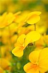 Pansy flowers