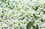 Alyssum flowers