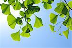 Ginkgo green leaves and blue sky