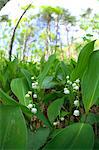 Lily of the Valley flowers