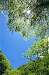 Green leaves and blue sky