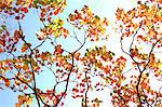 Autumn leaves and blue sky