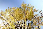 Autumn leaves and blue sky