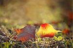 Yellow leaves