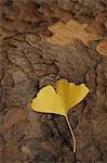 Yellow leaf