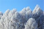 Rimed birch forest, Hokkaido