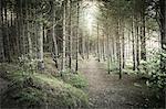 Dirt path in rural forest