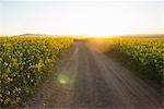 Dirt road in field of flowers