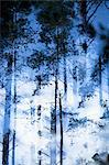 Blurred view of trees in forest