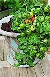 Unripe tomatoes on a tomato plant in a container