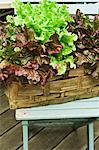 Lettuce growing in a plant basket on a terrace