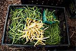 Green and Waxed Beans in a Crate at a Farmer's Market