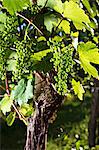 A vine with unripe grapes in early summer