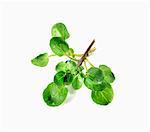 Fresh Bunch of Upland Cress on White Background