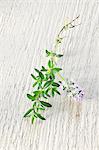 Thyme with flowers