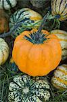 Assorted ornamental gourds