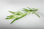 Tarragon (Artemisia Dracunculus)