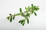 Winter savory (Satureja montana)