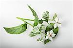 Borage with white flowers (Borago Officinalis Alba)