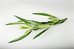 Tarragon (Artemisia dracunculus)