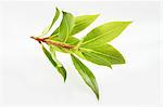 Bay leaves