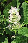 Clary sage (Salvia sclarea)