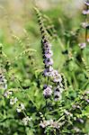 Strawberry mint (Mentha species)