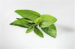 Chocolate mint (Mentha  piperita var. piperita)