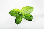 English green mint