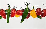 Various chilli peppers in water