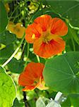 Flowering nasturtiums