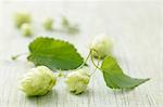 Hops sprouts on a wooden surface