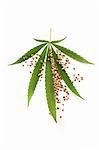 Hemp seeds and a hemp leaf