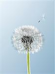 Close up of seed blowing from dandelion on blue background