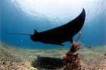 Manta ray over rubble reef, Komodo, Indonesia, Southeast Asia, Asia