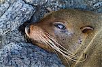 Galapagos fur seal (Arctocephalus galapagoensis), Puerto Egas, Santiago Island, Galapagos Islands, Ecuador, South America