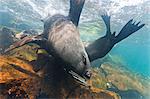 Galapagos fur seal (Arctocephalus galapagoensis) bulls mock-fighting underwater, Genovesa Island, Galapagos Islands, Ecuador, South America