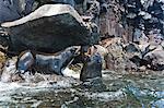 Galapagos fur seal (Arctocephalus galapagoensis) bulls mock-fighting, Genovesa Island, Galapagos Islands, Ecuador, South America