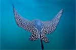 Spotted eagle ray (Aetobatus narinari) underwater, Leon Dormido Island, San Cristobal Island, Galapagos Islands, Ecuador, South America