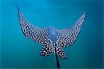 Spotted eagle ray (Aetobatus narinari) underwater, Leon Dormido Island, San Cristobal Island, Galapagos Islands, Ecuador, South America