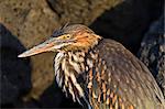 Lava heron (striated heron) (Butorides striata), Puerto Egas, Santiago Island, Galapagos, Ecuador, South America